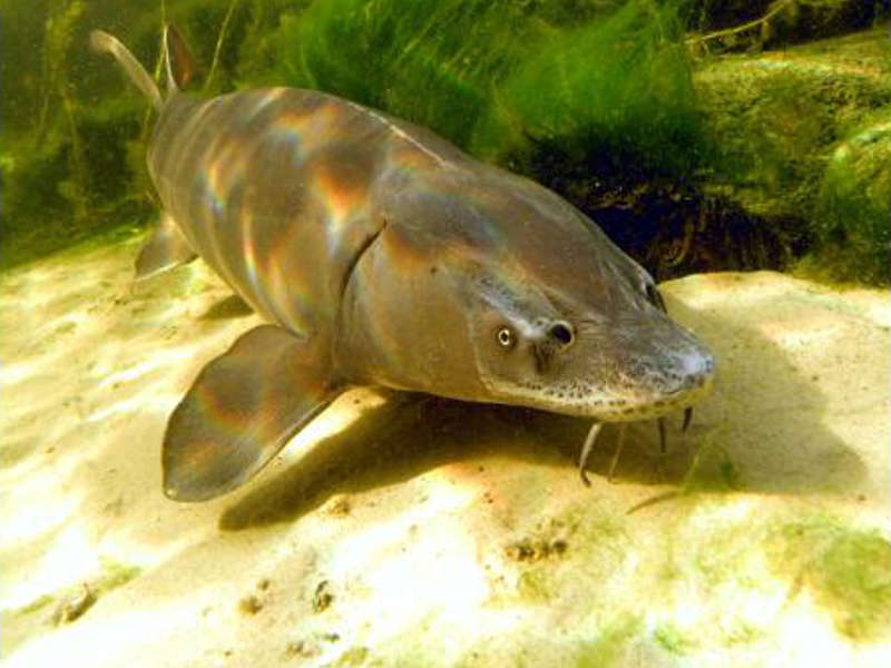 Teichgrößen für Fische Fischteiche