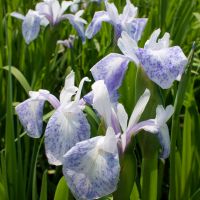 Iris weiss blau