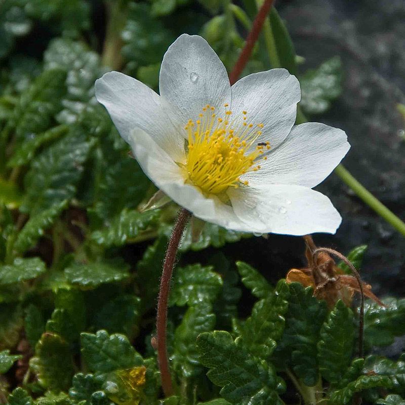 NaturaGart Shop Silberwurz online kaufen
