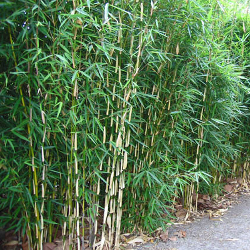 winterharter bambus kaufen