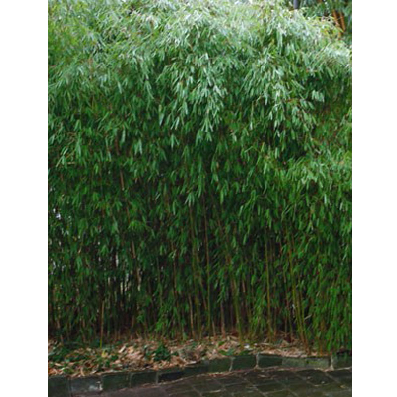 roter bambus kaufen