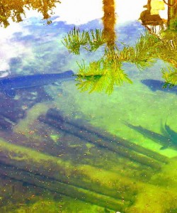 Fischteich | Fischteich im Garten, Informationen über Fischteiche | mit