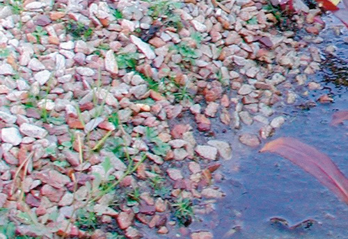Viele Ufer werden mit Steinen oder Kies bedeckt. Wenn durch Frost Splitter abplatzen, können sie durch die Eisplatte in die Teichfolie gedrückt werden. Viele Ufer werden mit Steinen oder Kies bedeckt. Wenn durch Frost Splitter abplatzen, können sie durch die Eisplatte in die Teichfolie gedrückt werden.
