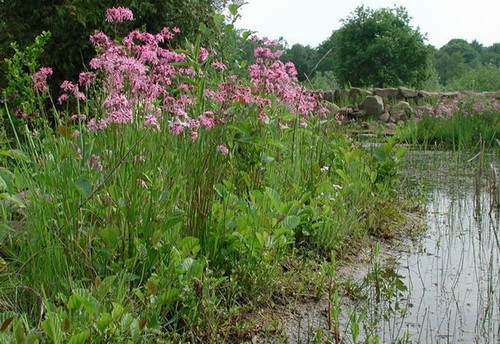 Wunderschöne Blüte im Mai/Juni. Bleibt danach meistens nur etwa 5 cm hoch. Wunderschöne Blüte im Mai/Juni. Bleibt danach meistens nur etwa 5 cm hoch.
