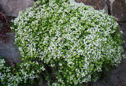 Trockenstauden Trockenstauden