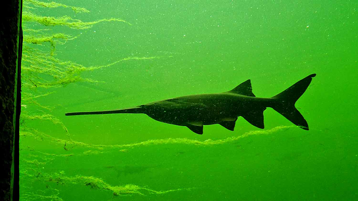 Blick in ein Kaltwasseraquarium mit einem Löffelstör. Das Wasser ist grünlich aber durchsichtig. Fadenalgen treiben in Strönungsrichtung