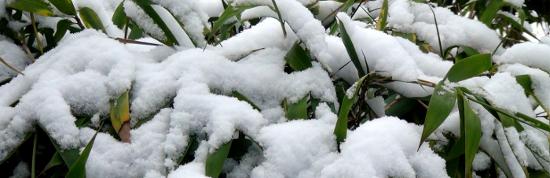 Harte Zeiten für viele Pflanzen