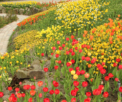 NaturaGart Frühlingsblüte im Park 2013