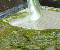 NaturaGart Grobfilter sammelt Algen ein