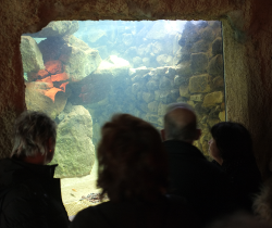 NaturaGart Kaltwasseraquarium 2013