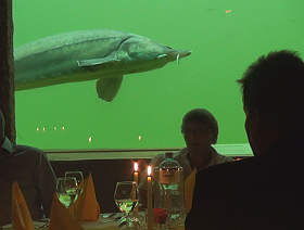 Candlelight Dinner im Kaltwasseraquarium