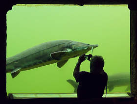 Mehr Fische im Teichaquarium
