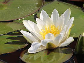 Seerosen im NaturaGart-Park