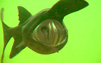 Löffelstör im Kaltwasseraquarium