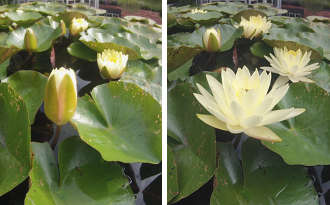 Naturagart Nachrichten im August