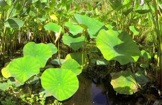 Naturagart Nachrichten im September