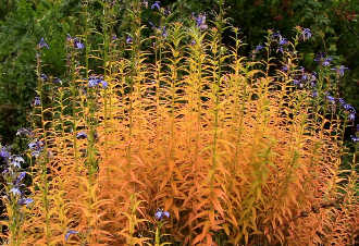 NaturaGart Nachrichten 24.Oktober 2013