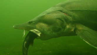 Störe im NaturaGart-Park