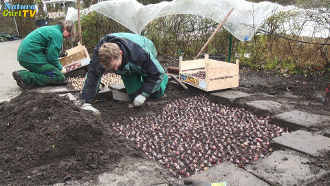 Blumenzwiebeln im NaturaGart-Park