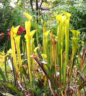 NaturaGart-Moorteich