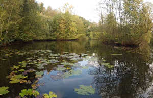 40.000qm Wasserwildnis bei NaturaGart