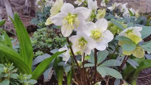 NaturaGart-Nachrichten Januar 2015