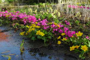 Frühlingsblüte bei NaturaGart 2015