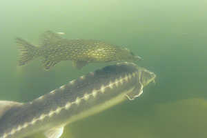 Synchronschwimmen von Hecht und Stör