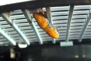 Teichpumpen und Naturschutz