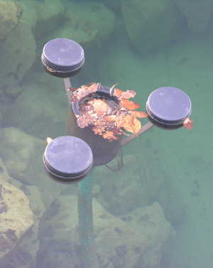 Klare Sicht im Gartenteich