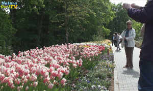 Video Rückblick: Frühlingsblüte 2015