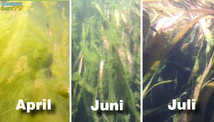 Klares Wasser im Gartenteich