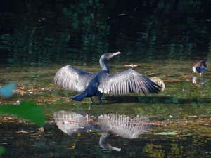 Herbstblueher im Park