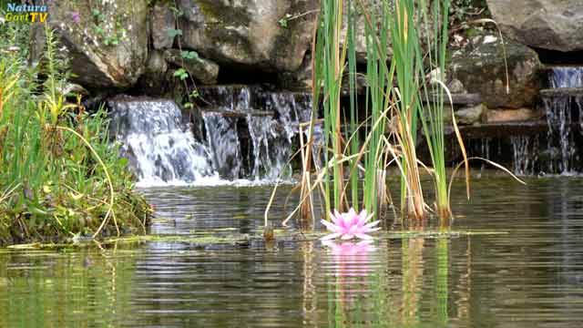 NaturaGart Information Mai 2022