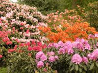 Farbenweide Rhododendron