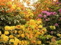 Rhododendron - Sichtschutz und Blickfang