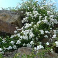 Weiss blühende Kletter-Rose