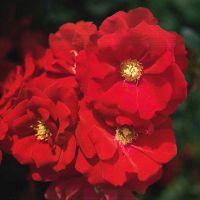 Rot blühende Teichrand-Rose
