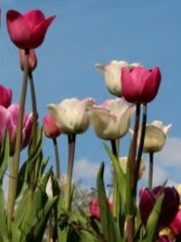 Tulpen vor blauem Himmel