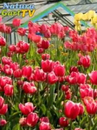 Rote und gelbe Tulpen im Blumenbeet