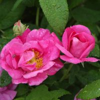 Rosa blühende Wildrose