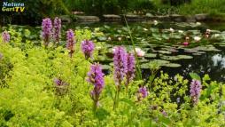 NaturaGart Nachrichten 21.06.2013