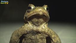 NaturaGart Nachrichten 25.03.2014