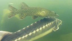 NaturaGart Nachrichten 12.05.2015