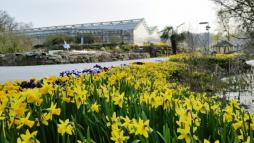 Frühlingsblüte bei NaturaGart