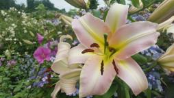 NaturaGart-Nachrichten 22.07.2015