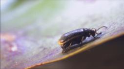 Schaden durch Seerosenblattkäfer