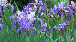 Teichpflanzen: Richtig auswählen