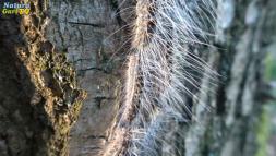 Eichen-Prozessionsspinner