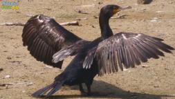 NaturaGart Nachrichten 6. September 2018